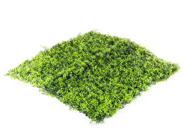Hawaj Buxus műsövény | 100 x 100 cm Hawaj Buxus műsövény | 100 x 100 cm