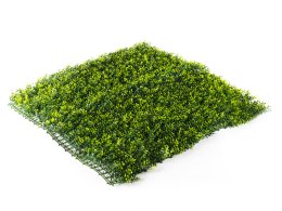 Hawaj sárga Buxus High műsövény | 100 x 100 cm Hawaj sárga Buxus High műsövény | 100 x 100 cm