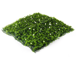 Hawaj virágos Buxus High műsövény | 100 x 100 cm Hawaj virágos Buxus High műsövény | 100 x 100 cm