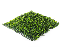 Hawaj zöld Buxus High műsövény | 100 x 100 cm