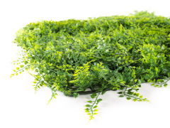 Hawaj Buxus High Premium műsövény | 100 x 100 cm