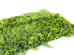 Hawaj Buxus High Premium műsövény | 100 x 100 cm