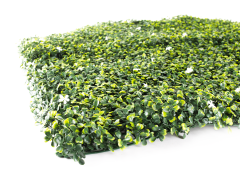 Hawaj Buxus High Premium műsövény | 100 x 100 cm