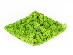 Hawaj Moss stabilizált moha | 30 x 30 cm