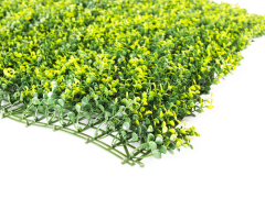 Hawaj sárga Buxus High műsövény | 100 x 100 cm