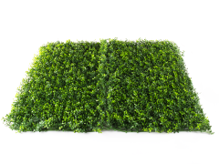 Hawaj sárga Buxus High műsövény | 100 x 100 cm