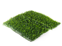 Hawaj zöld Buxus High műsövény | 100 x 100 cm