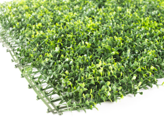 Hawaj sárga Buxus High műsövény | 100 x 100 cm