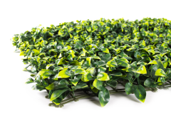 Hawaj virágos Buxus High műsövény | 100 x 100 cm