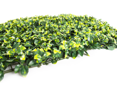 Hawaj virágos Buxus High műsövény | 100 x 100 cm