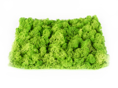 Hawaj virágos Buxus High műsövény | 100 x 100 cm