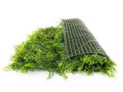 Hawaj zöld Buxus High műsövény | 100 x 100 cm