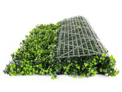 Hawaj zöld Buxus High műsövény | 100 x 100 cm