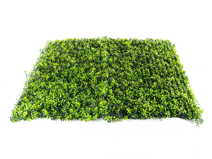Hawaj Buxus műsövény | 100 x 100 cm