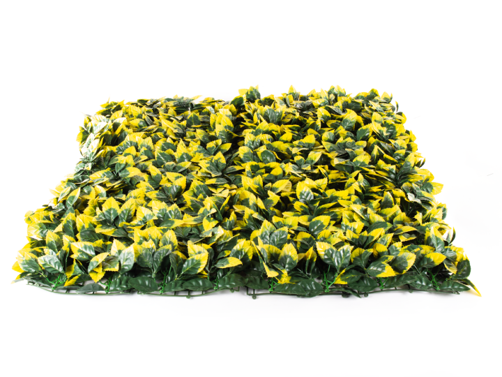 Hawaj sárga babérmeggy műsövény | 100 x 100 cm