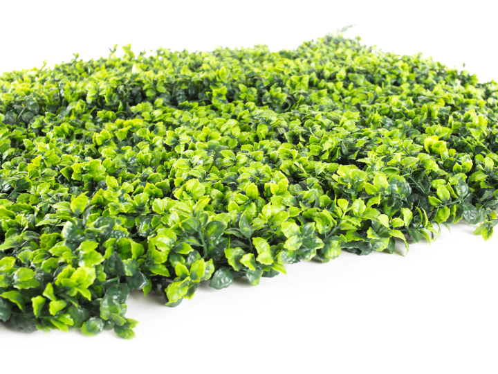 Hawaj sárga Buxus High műsövény | 100 x 100 cm Hawaj Buxus High Premium műsövény | 100 x 100 cm