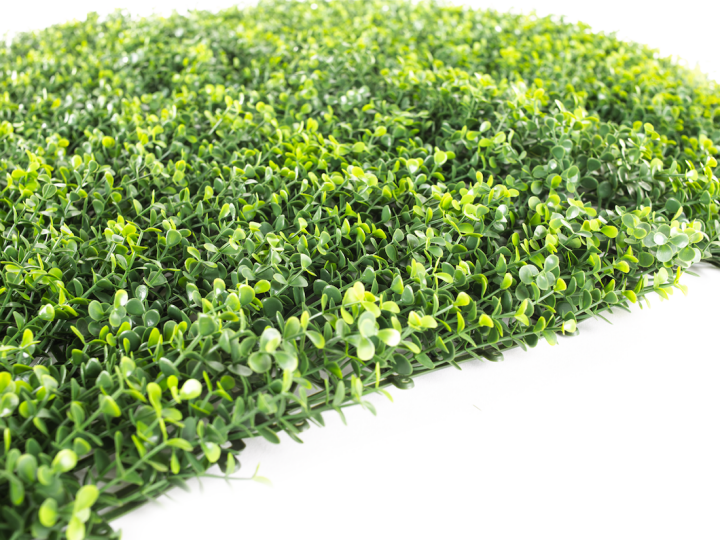Hawaj zöld Buxus High műsövény | 100 x 100 cm
