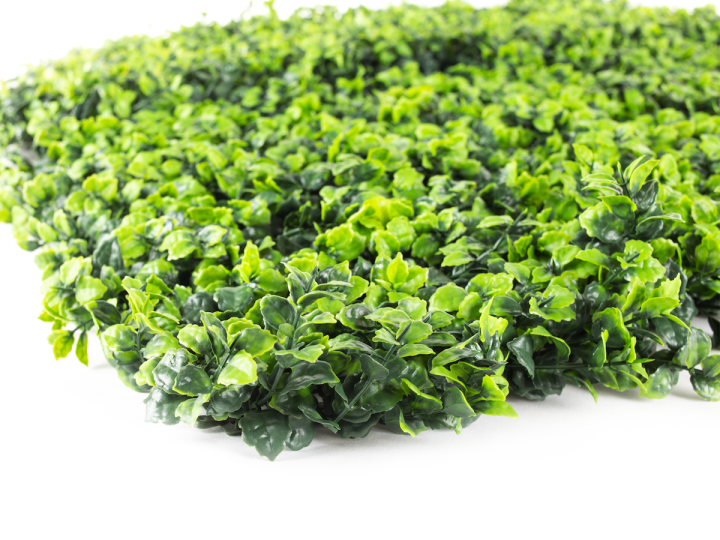 Hawaj zöld Buxus High műsövény | 100 x 100 cm Hawaj Buxus High Premium műsövény | 100 x 100 cm