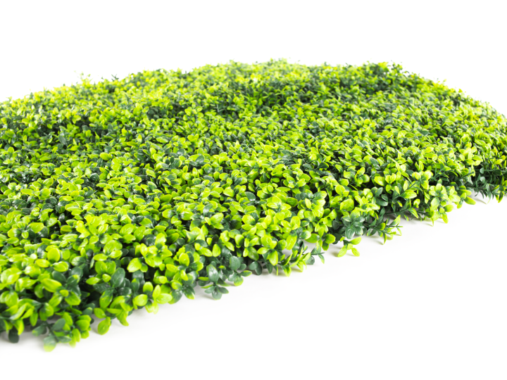 Hawaj Buxus műsövény | 100 x 100 cm